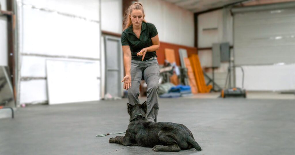 dog training
